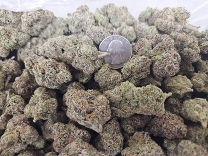 Small Buds LCGQ